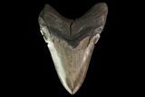 Fossil Megalodon Tooth - Coffee-Brown Color #145464-2